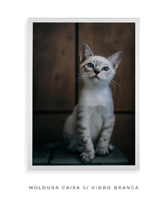 Quadro Gatinho LF - Be decorart | Quadros Online