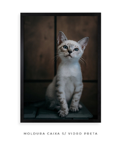 Quadro Gatinho LF - Be decorart | Quadros Online