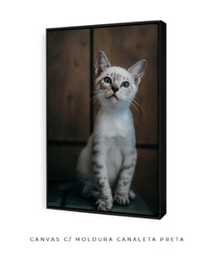 Quadro Gatinho LF - Be decorart | Quadros Online