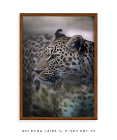 Quadro Onça Pintada - comprar online