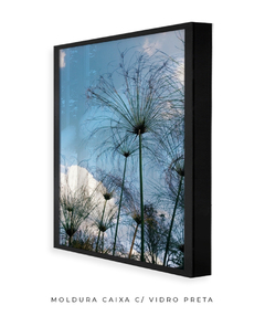 Quadro Papiro Cyperus - loja online