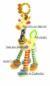Chocalho Mordedor Girafa Montessori na internet