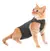 Roupa Cirúrgica de Lycra para Gatos - Master Pet