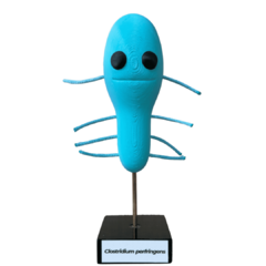 Miniatura 3D - Clostridium perfringens