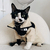 Roupa Jaqueta para Gatos - Soft Cats na internet