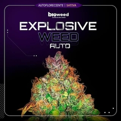 EXPLOSIVE WEED ( AUTOFLORECIENTE ) BLISTER X3 SEMILLAS