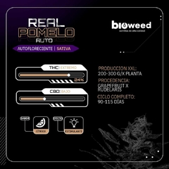 REAL POMELO ( AUTOFLORECIENTE ) BLISTER X 3 SEMILLAS - comprar online