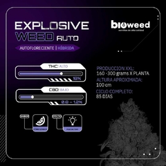 EXPLOSIVE WEED ( AUTOFLORECIENTE ) BLISTER X3 SEMILLAS - comprar online