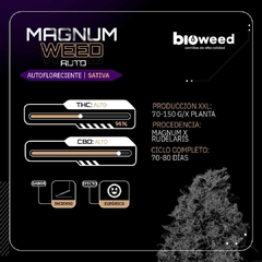 MAGNUM WEED ( AUTOFLORECIENTE ) BLISTER X 3 SEMILLAS - comprar online