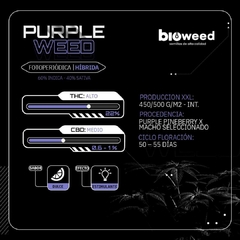 PURPLE WEED ( FOTOPERIODICA ) BLISTER X 3 SEMILLAS - comprar online