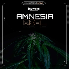 AMNESIA REAL ( FOTOPERIODICA ) BLISTER X 3 SEMILLAS