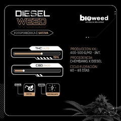 DIESEL WEED ( FOTOPERIODICA ) BLISTER X3 SEMILLAS - comprar online