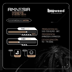AMNESIA REAL ( FOTOPERIODICA ) BLISTER X 3 SEMILLAS - comprar online