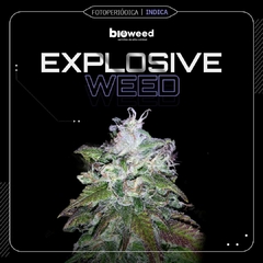 EXPLOSIVE WEED ( FOTOPERIODICA ) BLISTER X 3 SEMILLAS