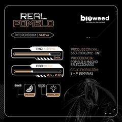 REAL POMELO ( FOTOPERIODICA ) BLISTER X 3 SEMILLAS - comprar online