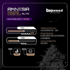 REAL AMNESI ( AUTOFLORECIENTE ) BLISTER X3 SEMILLAS - comprar online