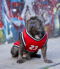 BULLS23