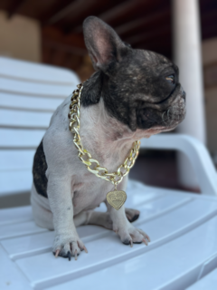 CADENAS GOLD - Pets & Co