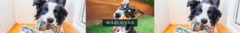 Banner de la categoría Mascotas