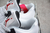 Air Jordan 4 Retro OG White CEMENT - loja online