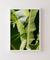 Quadro Bananeiras 13 - comprar online