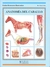 ANATOMIA DEL CABALLO