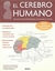 CEREBRO HUMANO EL