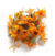 Calêndula – Calendula officinalis