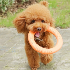 brinquedo interativo cachorro - loja online
