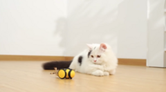 Brinquedos para gatos caseiro na internet