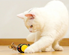 Brinquedos para gatos caseiro - comprar online