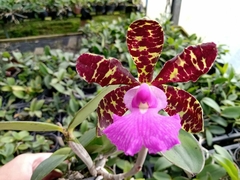 Cattleya Aclandiae" Cocobongo x Aurea"