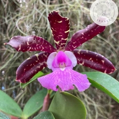 Cattleya Aclandiae" Cocobongo x Mae Preta "