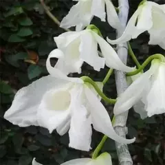 DENDROBIUM ANOSMUM ALBA