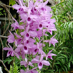 DENDROBIUM ANOSMUM TIPO PLANTA ADULTA