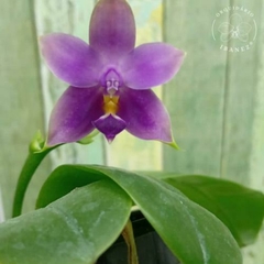 Phalaenopsis Bellina Coerulea / Blue