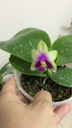 Phalaenopsis Bellina Espécie