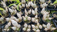 CATASETUM ( KIT ) FDK ENTER LIGHT // CLOWESETUM PENANG WALTZ CLONE 2 - comprar online