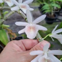 DENDROBIUM CRETACEUM - comprar online