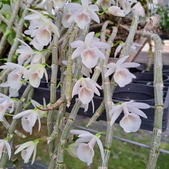 DENDROBIUM CRETACEUM