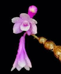 DENDROBIUM RINDJANIENSE