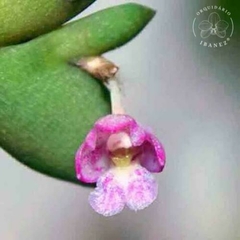 DENDROBIUM ROSELLUM