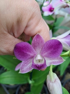 KIT DE DENPHAL 3 UNIDADES - ORQUIDARIO IBANEZ ESPECIALIZADO EM PHALAENOPSIS 