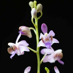 PHALAENOPSIS DORITIS PULCHERRIMA COERULEA