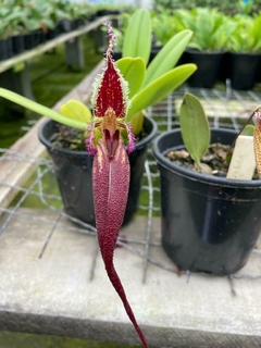 Bulbophyllum Fascinator tipo planta adulta