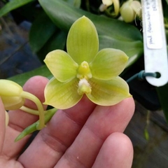 PHALAENOPSIS FLORESENCIS