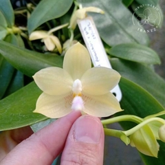 PHALAENOPSIS FLORESENCIS - comprar online