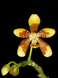 PHALAENOPSIS FUSCATA ESPECIE