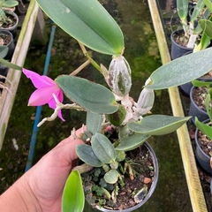 CATTLEYA WALKERIANA TIPO " DARK PAULO X GUAXUPE " ADULTA - comprar online