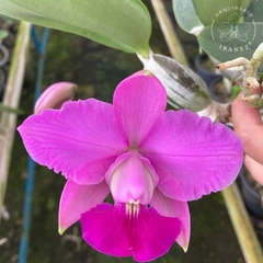 CATTLEYA WALKERIANA TIPO " DARK PAULO X GUAXUPE " ADULTA